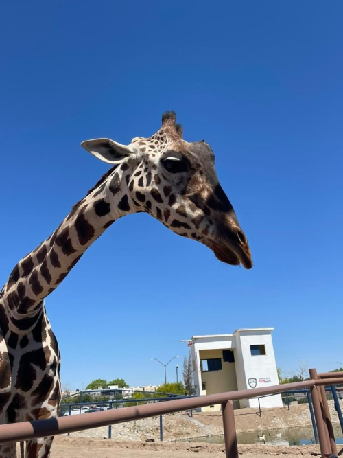 Africam Safari espera la llegada de “Benito”, la jirafa que vivía en condiciones complicadas en el Parque Central de Ciudad Juárez