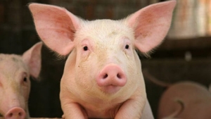 Científicos logran revivir los órganos de cerdos una hora después de que murieran