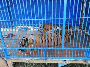 Coadyuva Instituto de Bienestar Animal a decomiso de especies maltratadas en circo