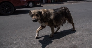 En Mérida multarán a quien alimente animales en la calle