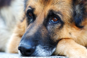 Matan a perro en restaurante del Ajusco en la CDMX