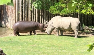 Muere &#039;Toby&#039;, el rinoceronte blanco más viejo del mundo