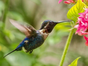 Reaparece el colibrí de Santa Marta, en Colombia, tras estar desaparecido por más de una década