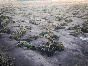 Ya hay afectaciones en campos de San Pedro Cholula.