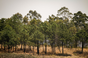 Habrá jornada de reforestación en el Cerro Zapotecas.