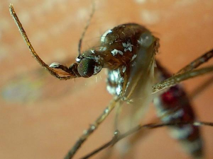 Acumula Puebla mil 140 casos de dengue: Salud