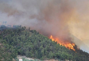 Incendios forestales afectan a más de 600 hectáreas