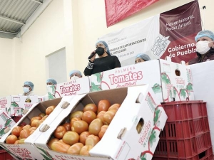 Tomate poblano alcanza las mil toneladas exportadas a EEUU