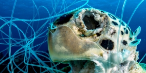 Shane Gross Artes de pesca descartadas pueden ser mortales. Esta tortuga verde falleció en el mar Caribe en las Bahamas.