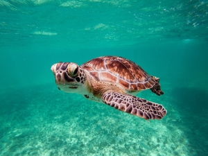 Día Mundial de la Tortuga: Curiosidades sobre las tortugas