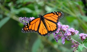 Presencia de mariposa Monarca aumentó 35% en los bosques mexicanos