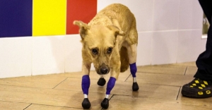 Esta perrita recibió cuatro prótesis gracias a cooperación en Internet