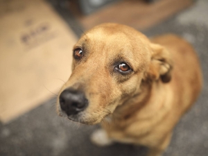 Día Mundial del Perro: Los perros de la calle un problema que debemos erradicar