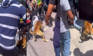 “Perro justiciero” se suma al linchamiento de un ladrón en Puebla