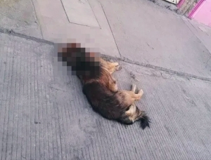 Decenas de perros amanecen envenenados en Huamantla