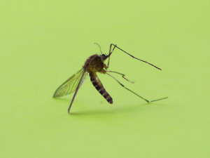 Acumula Puebla 856 casos de dengue: Salud