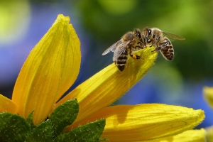 Día Mundial de las Abejas: La importancia de los polinizadores