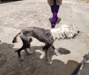 Rescatan a perrito por maltrato animal en Cuautlancingo