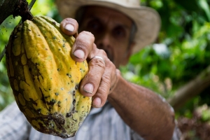Día Mundial del Cacao: Propiedades y beneficios del consumo de cacao