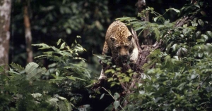 Conoce el Parque Nacional del Jaguar: nueva Área Natural Protegida