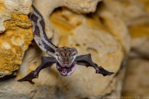 Fotógrafo mexicano Fernando Constantino gana concurso de fotografía silvestre en Londres