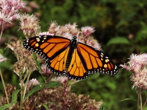 ¡Malas noticias! La mariposa monarca entra en la lista roja de especies en peligro de extinción
