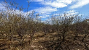 La Semarnat frena nuevamente la construcción de Bodega Aurrera en Tehuacán