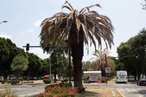 CONTINÚA EN MARCHA TRATAMIENTO PARA RESCATAR ARBOLADO DEL MUNICIPIO