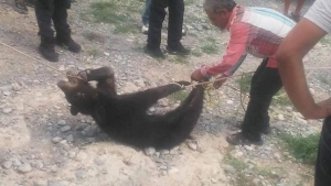 ¡Indignación total! Torturan y asesinan a cachorro de oso negro en Coahuila