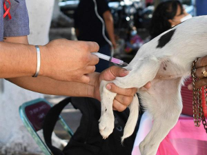 Extiende Salud Jornada Estatal Intensiva Antirrábica Canina y Felina