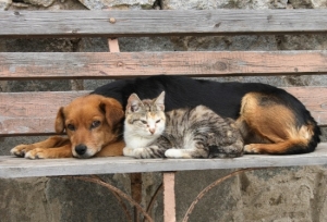 ¿Ya conoces el primer Hospital Veterinario Público al Sur de México?