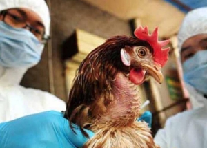 México reporta su primer caso de gripe aviar H5N1