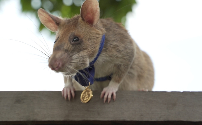 Muere Magawa, la rata que salvó vidas rastreando minas en Camboya