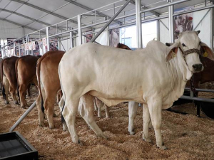 Ofrecerá Feria de Puebla lo mejor del campo poblano con Pabellón Agroindustrial y Expo Ganadera