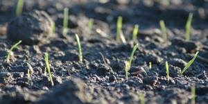 Por primera vez en la historia, los científicos han logrado cultivar plantas en suelo lunar