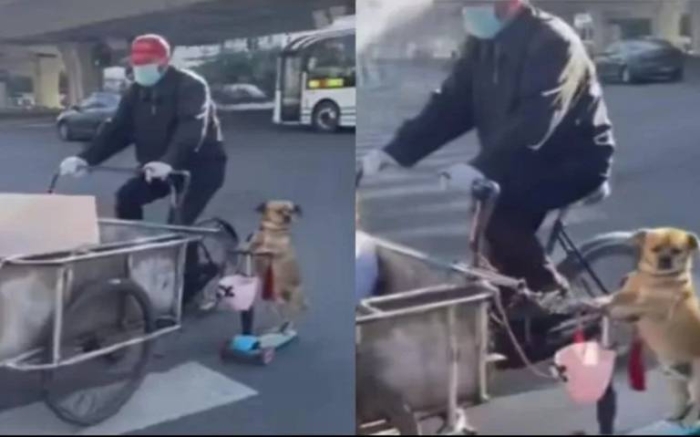 Perrito tamalero se vuelve viral por usar un scooter como medio de transporte
